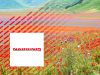La fioritura di Castelluccio: in moto